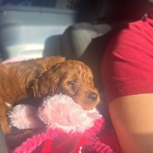 Meet your Posher, Crystal